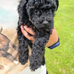 Rick - Phantom male Poodle puppy in Palmyra, Nebraska from Nebraska K9's