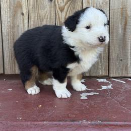 Girl 2 - Red tri-color female Australian Shepherd puppy in Chino, California from RanchLand Aussies HC