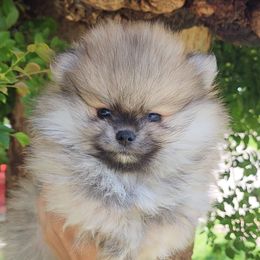 Russell - Cream sable Pomeranian puppy in Three Rivers, California from Mountain Mama's Poms