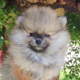 Russell - Cream sable Pomeranian puppy in Three Rivers, California from Mountain Mama's Poms