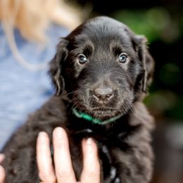 Boy 3 Waylon - Black Flat-Coated Retriever puppy in Petaluma, California from Quail Run Flat-Coated Retrievers