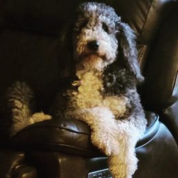 Luna - Bernedoodle