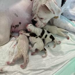 Puppy 4 - White male Boxer puppy in Nashville, Tennessee from Best Friends