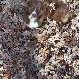 Australian Shepherd Puppies from Johnson Aussies