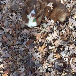 Australian Shepherd Puppies from Johnson Aussies