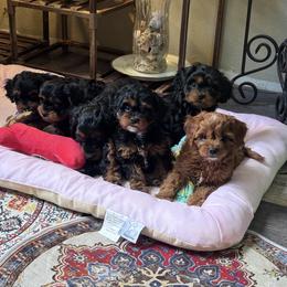 Cavapoo puppies from Hunter's Puppies