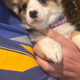 Laney - Blue merle and white female American Corgi puppy in Orangevale, California from Corgis of the Heart