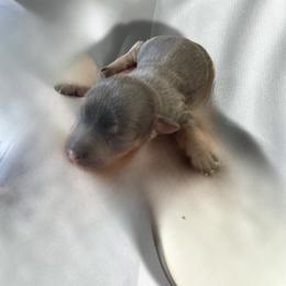 Silvia - Blue and gold female Yorkshire Terrier puppy in Pomona, California from Lunio's Yorkies