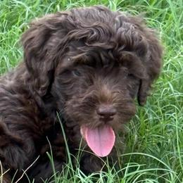 Dolly - Brown female Bernedoodle puppy in Williston, Florida from Tera Caldwell
