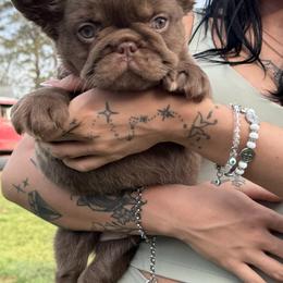 Jax - Liver male French Bulldog puppy in Ben Lomond, Arkansas from Miesha Carver's Bulldogs