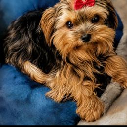 Monroe - Yorkshire Terrier