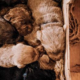 Dilute Retriever Puppies from Weathervane Labs