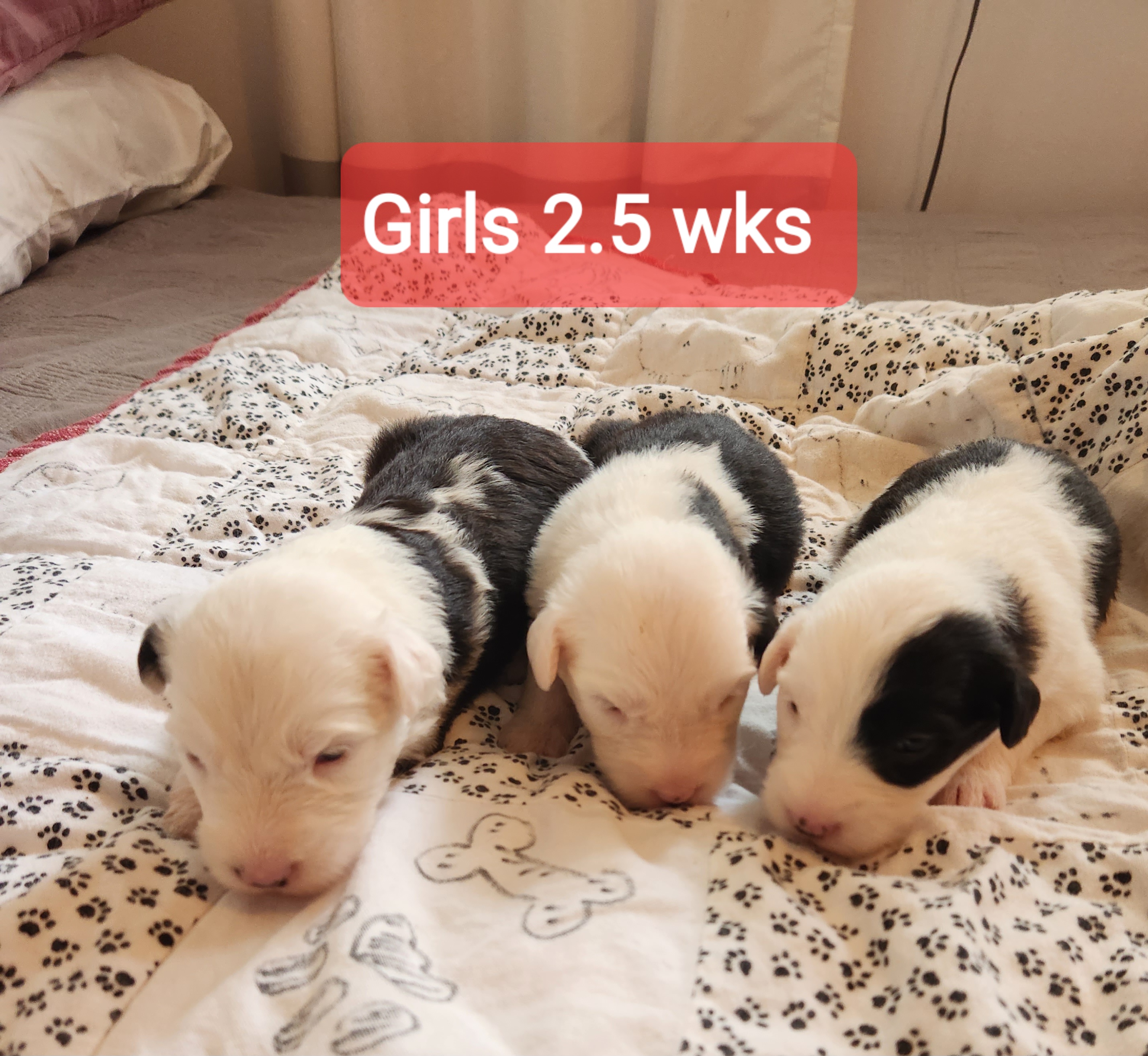 Old English Sheepdog Puppies from Mt. Haggin OES