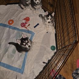 Siberian Husky Puppies from Genine Appello