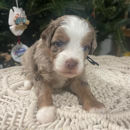Massey (black collar) - Brown merle male Aussiedoodle puppy in Mouth Of Wilson, Virginia from HoneyBunn Doodle Co.