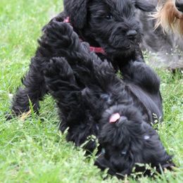 Cane Corso and Miniature Schnauzer Puppies from Brock’s Cane Corso & Miniature Schnauzers
