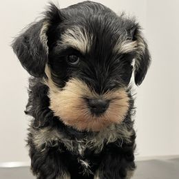 Miniature Schnauzer Puppies from Black Gold Miniature Schnauzers