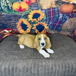Basset Hound Puppies from S&G's Bassets