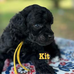 Kit - Phantom female Poodle puppy in Ardmore, Oklahoma from The Poodles of Green Acres