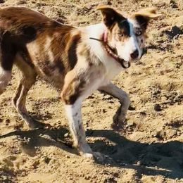 Peach - Border Collie
