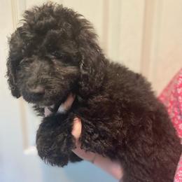 Girl 2 - Black and white female Aussiedoodle puppy in Columbia, Kentucky from Burton's Precious Doodles