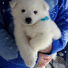 BLUE - Leonardo DA VINCI - White male American Eskimo Dog puppy in Redlands, Ca, Usa, California from Tribe of Aryelle