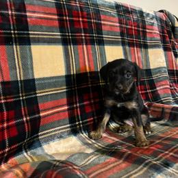 Roxie - Tan and white female Yorkshire Terrier puppy in Providence, Rhode Island from E&A Pets LLC