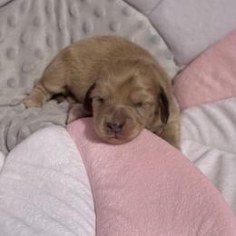 Cream Dapple Boy AKC LIMITED - Dapple male Dachshund puppy in Pauls Valley, Oklahoma from Simply Happy Dachshunds