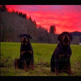 Rottweiler All Grown Up from Luckyrottweiler Kennels