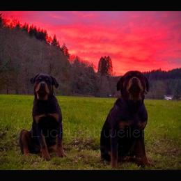 Rottweiler All Grown Up from Luckyrottweiler Kennels