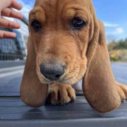 Yellow Collar Boy - Basset Hound puppy in Saint Clair, Michigan from Gregg Hounds