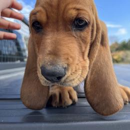 Yellow Collar Boy - Basset Hound puppy in Saint Clair, Michigan from Gregg Hounds