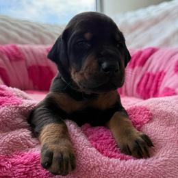 Bango - Black and rust male Doberman Pinscher puppy in Brookfield, Wisconsin from Haus of Hound