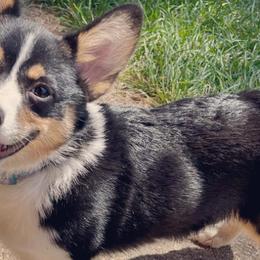 Pembroke Welsh Corgis from Brew City Corgis