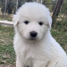 Great Pyrenees from Nicole's Great Pyrenees