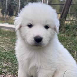 Great Pyrenees from Nicole's Great Pyrenees
