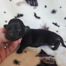 Midnight (2500 limited AKC) - Black male Dachshund puppy in Eldon, Missouri from Pure Joy Dachshunds