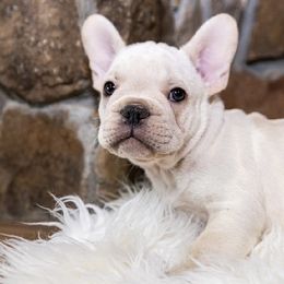 Boy 2 - male French Bulldog puppy in Florida from Lyons Pride Pups