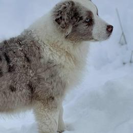 Millie - Australian Shepherd