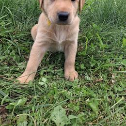 Yellow Boy - Yellow male Labrador Retriever puppy in Potosi, Wisconsin from Point and Flush Gun Dogs