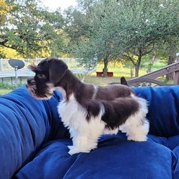 Sweet Pups Chocolate Chip - Parti male Miniature Schnauzer puppy in North Zulch, Texas from Sweet Pup Schnauzers