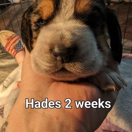 Hades - Basset Hound puppy in Cardington, Ohio from Buckeye Bassets 419