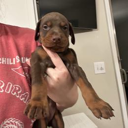 Dark Pink collar female - Red and rust female Doberman Pinscher puppy in Madison, Indiana from Jensen Dobermans and Dachshunds