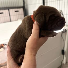 Red Boy - Chocolate male Labrador Retriever puppy in Rock Hill, South Carolina from North Star Retrievers