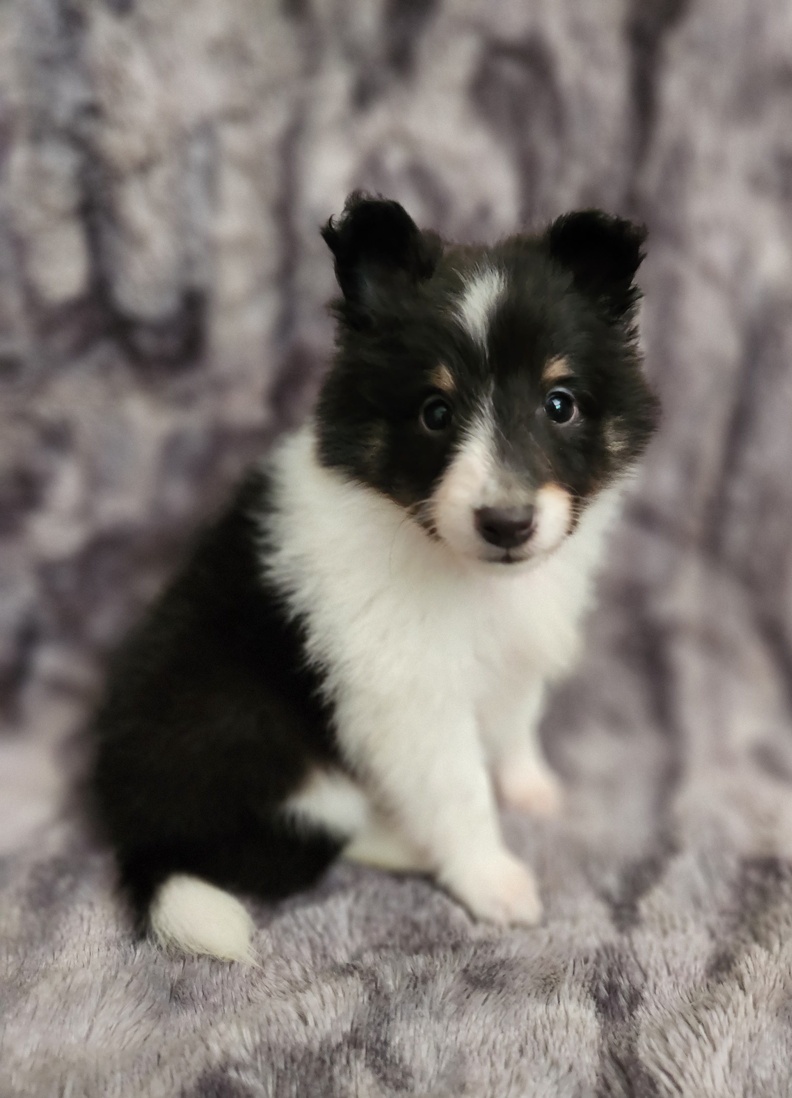 Shetland Sheepdog Puppies from Hope's Heart Shelties