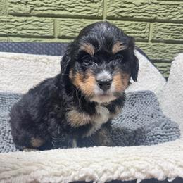 Kiwi - Tri-color male Bernedoodle puppy in Carmichaels, Pennsylvania from JensenBelle Doodles
