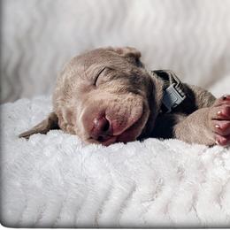 Girl 1 - Silver gray Weimaraner puppy in Jupiter, Florida from Khepri Weimaraners
