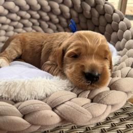 Megamind - Red  male Goldendoodle puppy in Rose Hill, North Carolina from Red Door Canines