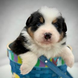 Male 3 - Black tri-color male Australian Shepherd puppy in Cape Girardeau, Missouri from Real McCoy Australian Shepherds