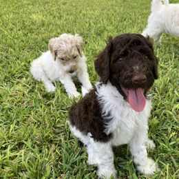 Goldendoodle Puppies from Mesquite Kennels